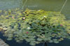 Water lilies in Alcazar fountain - Cordoba Spain