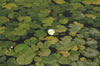 Water lily in Alcazar gardens
