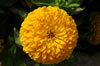 Close-up yellow dahlia in Alcazar Gardens