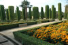 Trimmed hedges and Chrysanthemums in Alcazar gardens