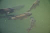 Fish swimming in pools of Alcazar - Cordoba