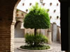Cordoba Zoco