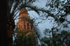 Belfry through trees